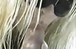 Heidi Rein video hot erotici ama dare pompino